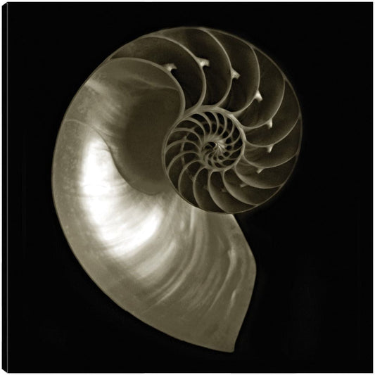 Nautilo sobre Negro - Ilona Wellmann