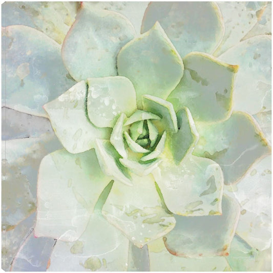 Belleza de las suculentas - Irene Orlove