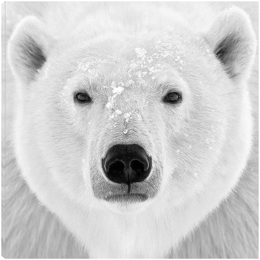 Oso polar - PhotoINC Studio