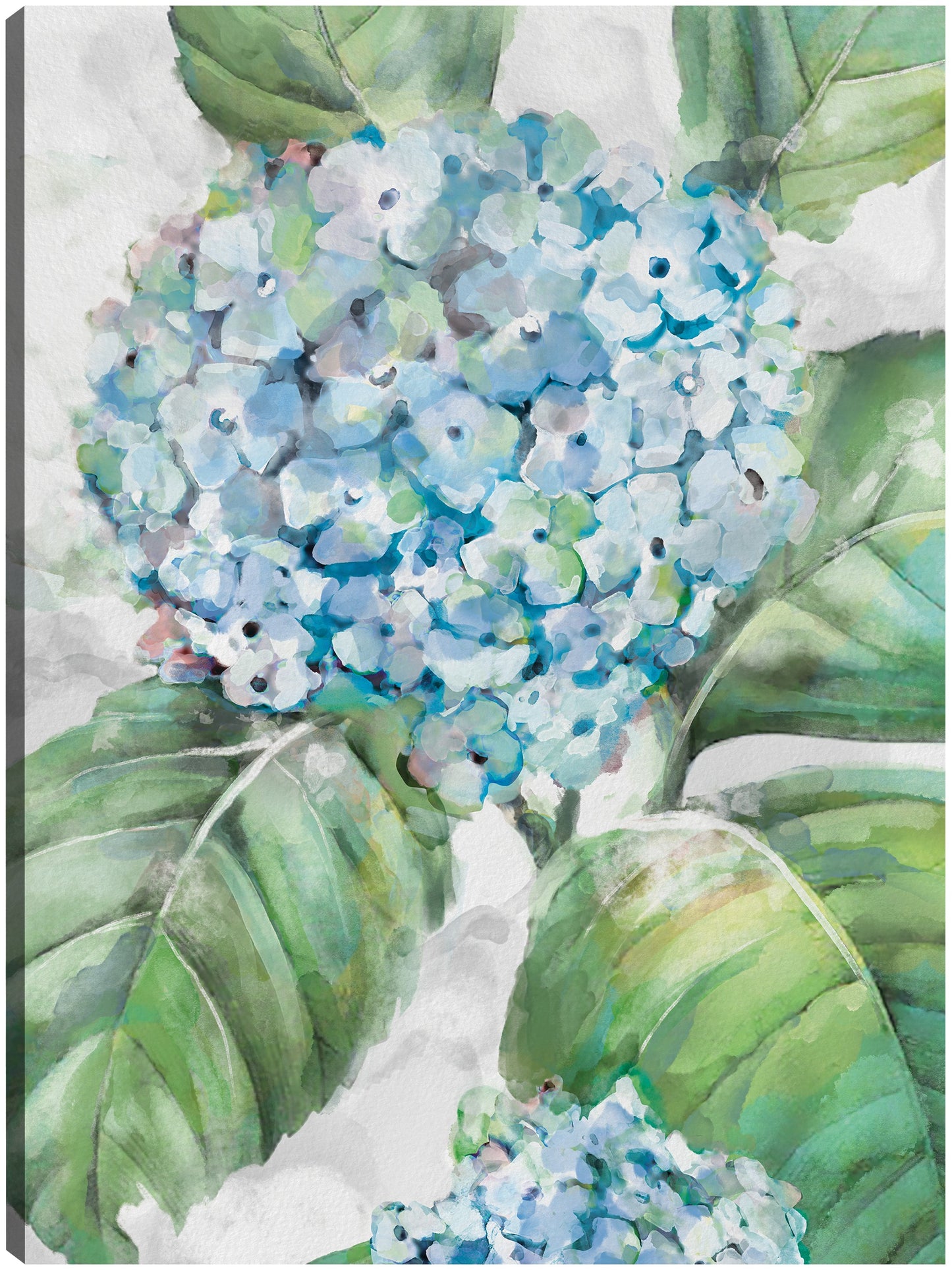 Retratos de hortensias II - Studio Arts