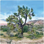 Arbol de Joshua - Studio Arts