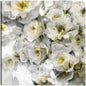 Floraciones de invernadero II - Studio Arts