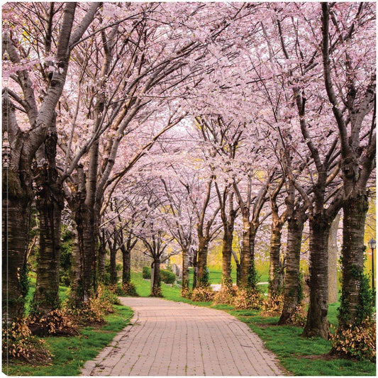 Sendero de cerezo - Chuck Burdick