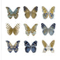 Estudio de mariposa I - Julia Bosco