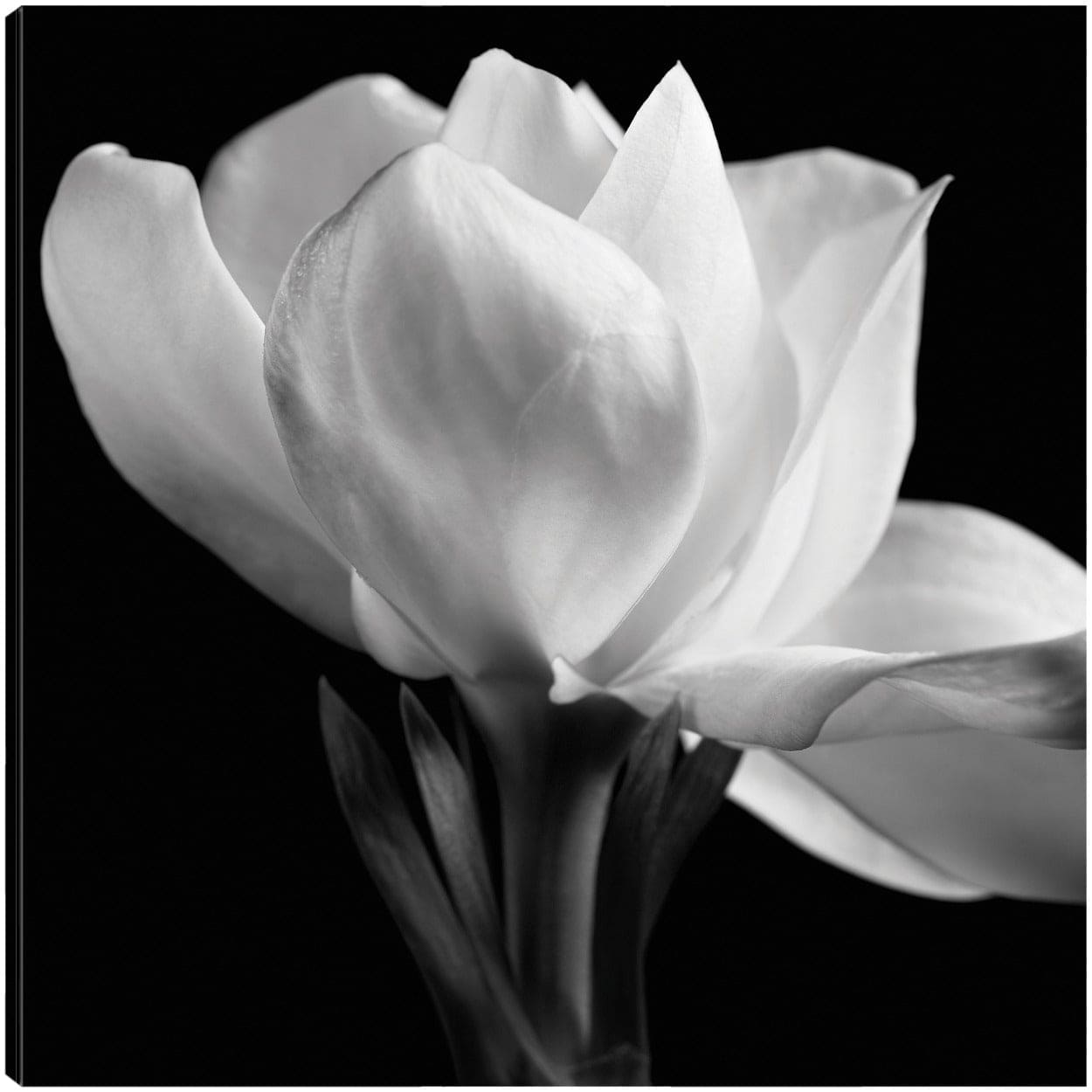Gardenia - Michael Harrison