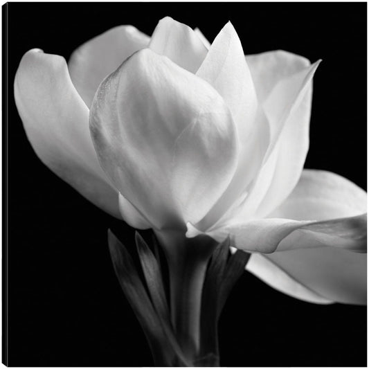 Gardenia - Michael Harrison