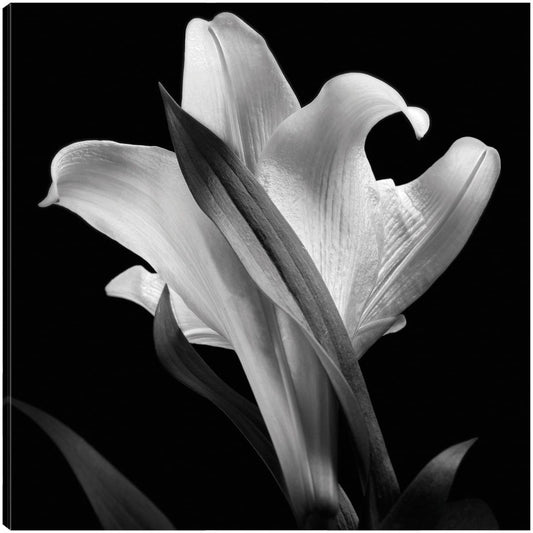 Lirio Floral 73 - Michael Harrison