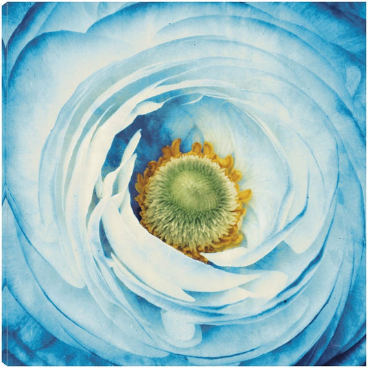 Peonia blanco con azul - Aledanda