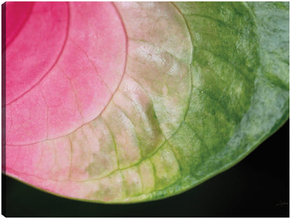 Rosa y verde - Aledanda