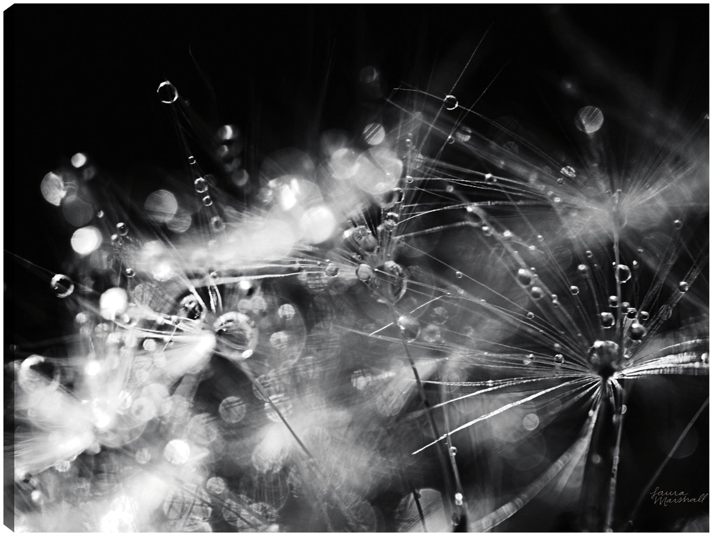 Resumen de diente de león II - Laura Marshall