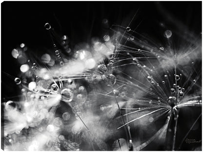 Resumen de diente de león II - Laura Marshall