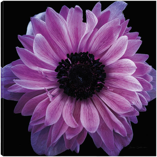 Cosecha de anémona morada