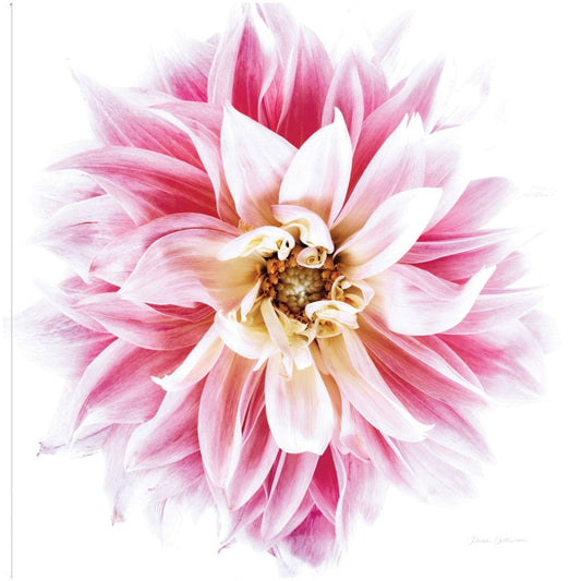 Dahlia Rosa - Elise Catterall