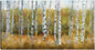 Álamos tembloses de otoño - Studio Arts
