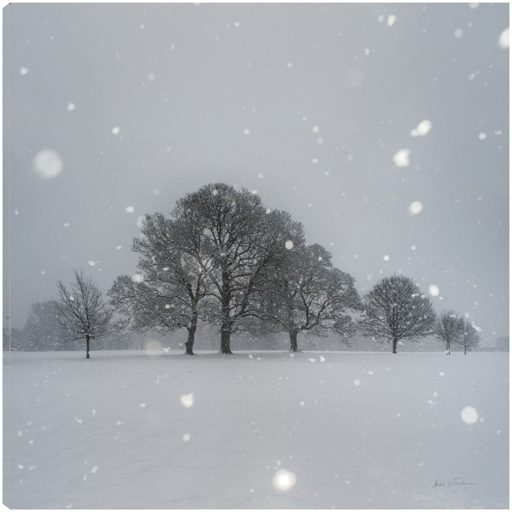 Árboles en la nieve - Andre Eichman