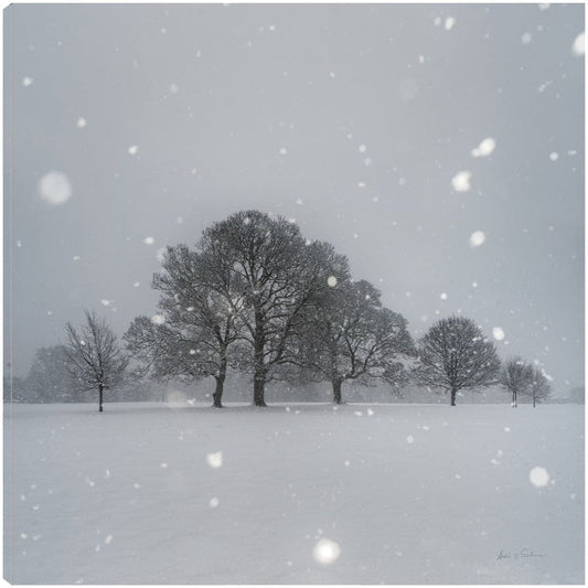 Árboles en la nieve - Andre Eichman