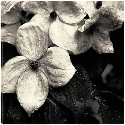 flor de cornejo No.3 - Gary Horsfall