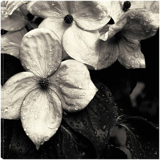 flor de cornejo No.3 - Gary Horsfall