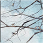 Observación de aves - Studio Arts