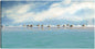 Reunión de gaviotas - Studio Arts
