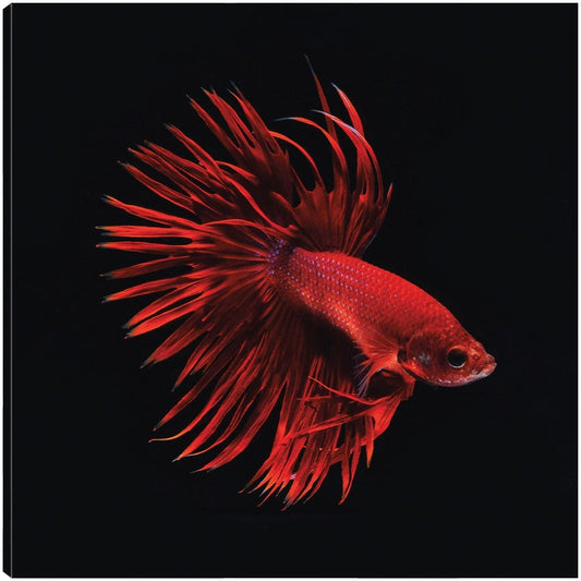 Pescado beta rojo - Incado