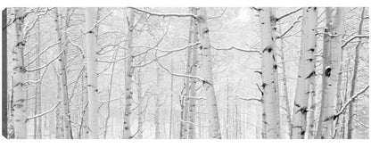 Álamos temblones de invierno de Colorado - Panoramic Images