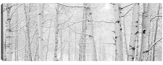 Álamos temblones de invierno de Colorado - Panoramic Images