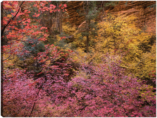 Colores del otoño de Sión - Panoramic Images