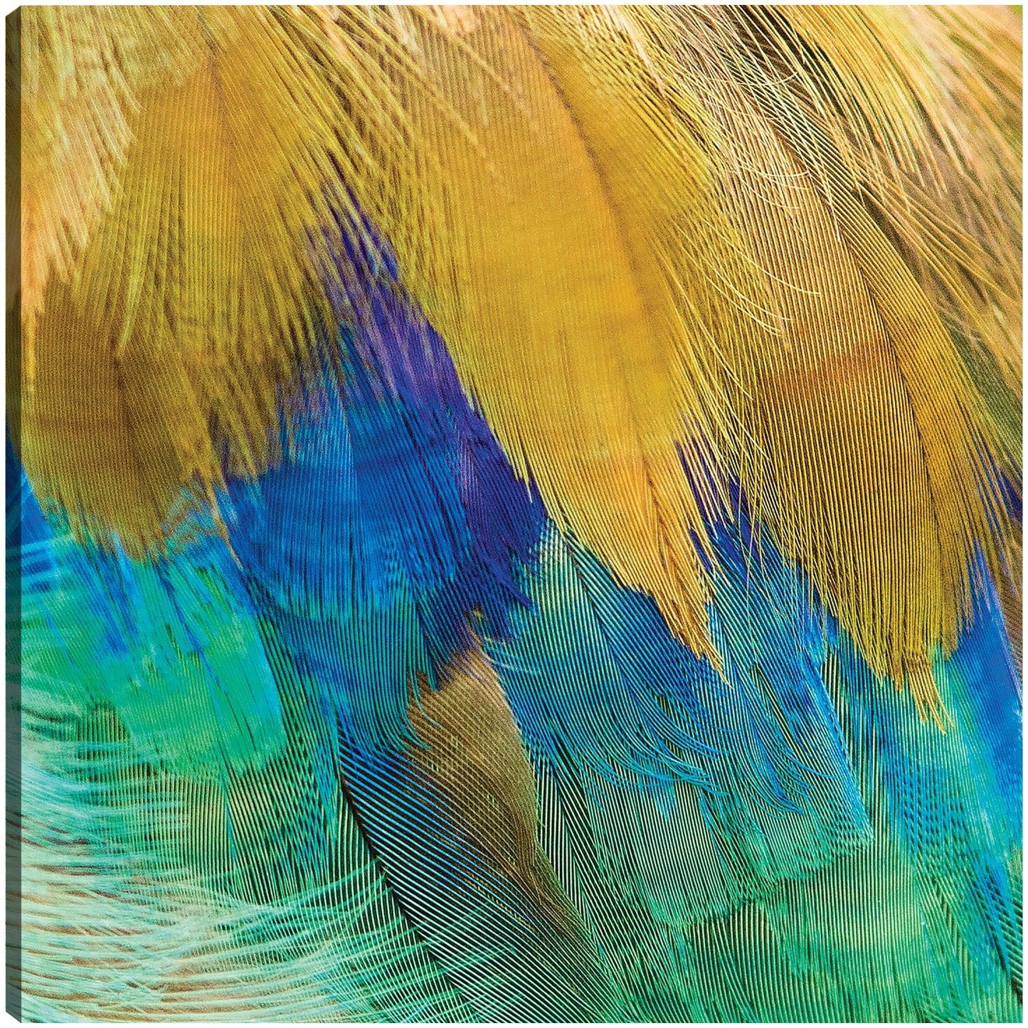 Plumas moradas exóticas - Panoramic Images