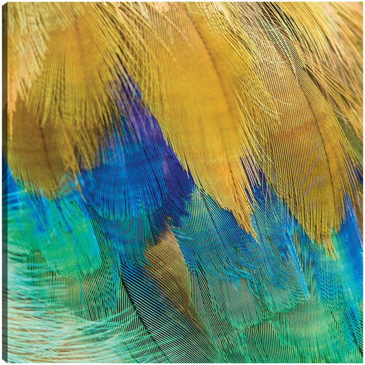 Plumas moradas exóticas - Panoramic Images