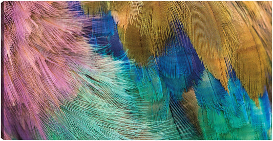 Plumas de lila africana - Panoramic Images