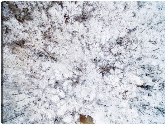 Arboles nevados illinois - Panoramic Images