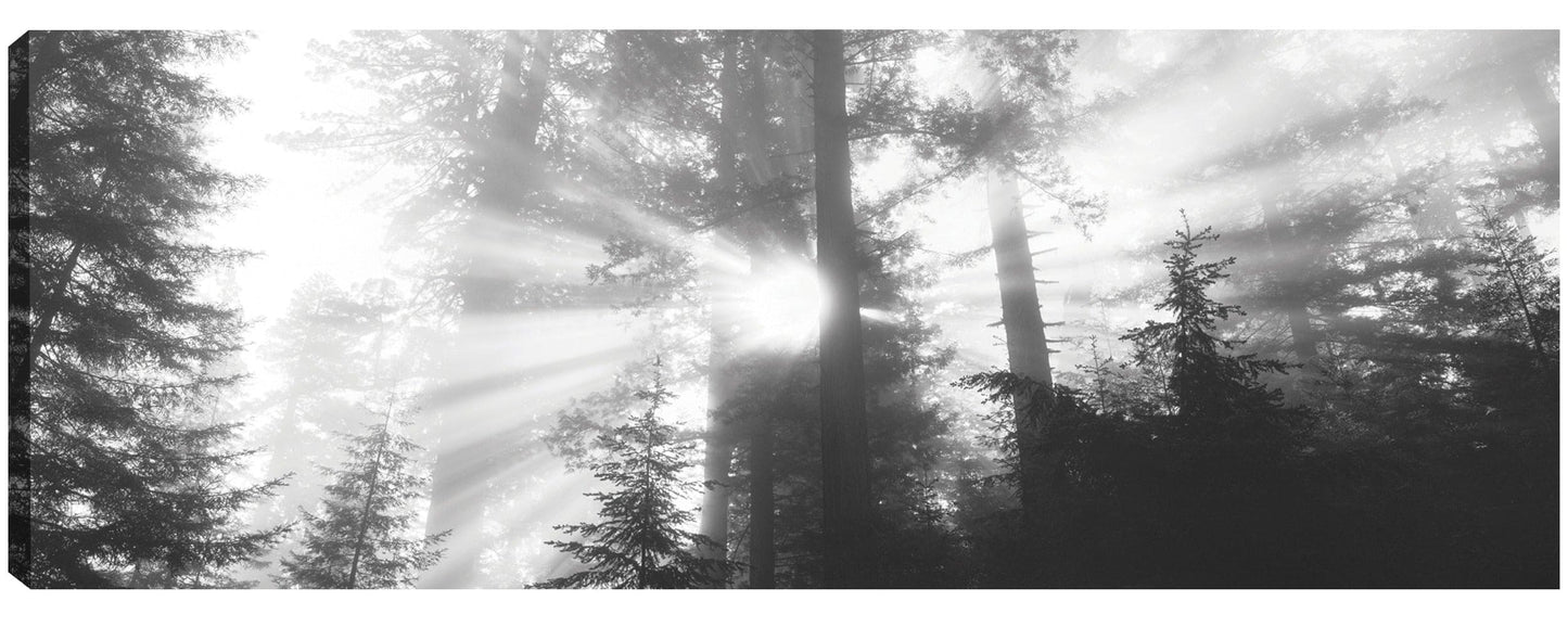 Viaje al parque Redwoods - Panoramic Images