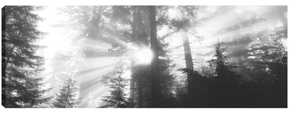 Viaje al parque Redwoods - Panoramic Images