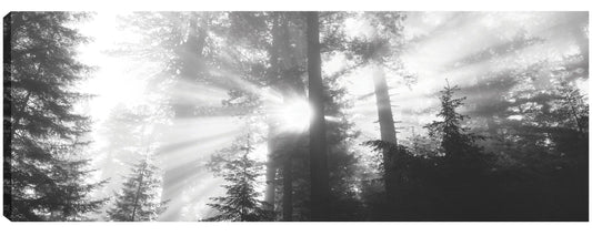 Viaje al parque Redwoods - Panoramic Images