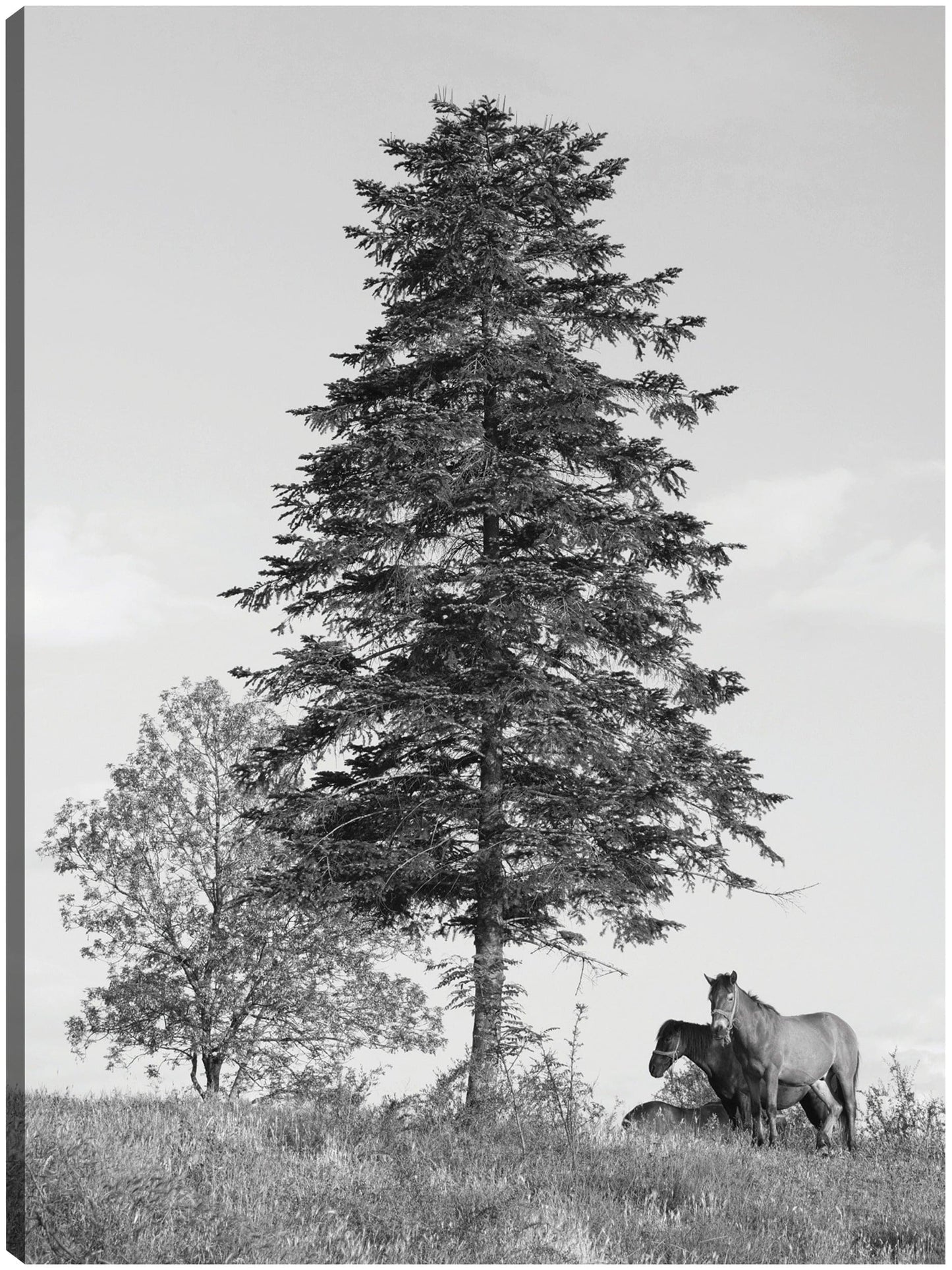 Caballos de Macedonia - Panoramic Images