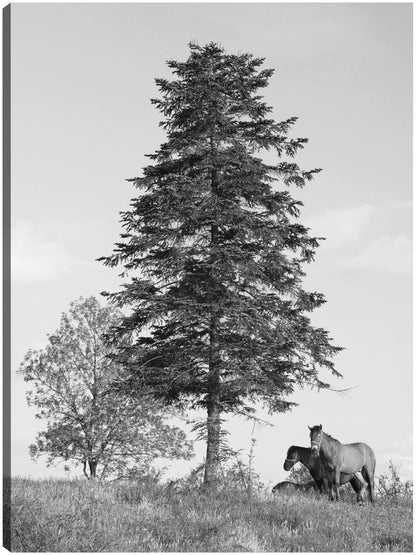 Caballos de Macedonia - Panoramic Images