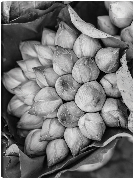 Flores de loto de Camboya - Panoramic Images