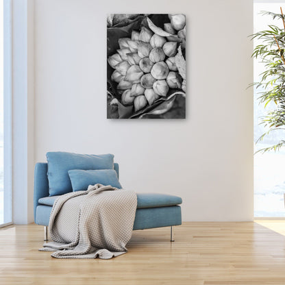 Flores de loto de Camboya - Panoramic Images