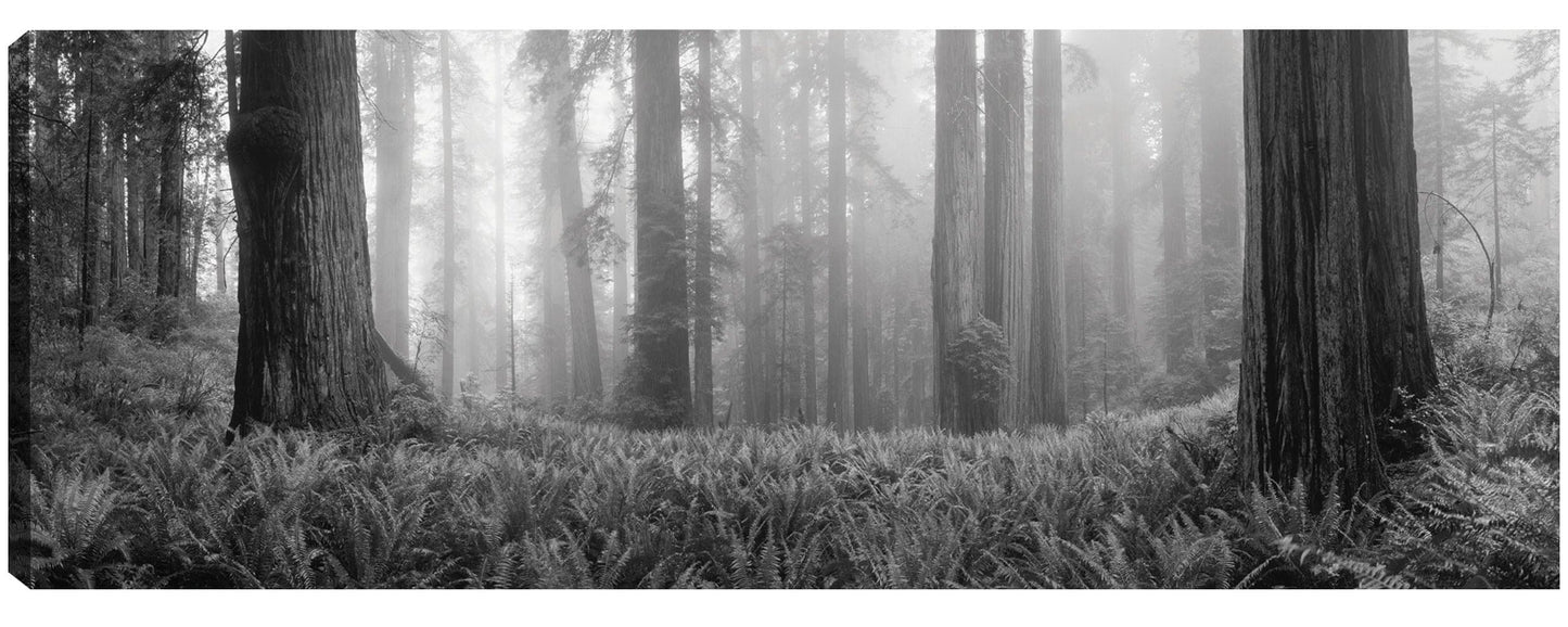 Bosque de arce de Oregón - Panoramic Images