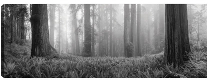 Bosque de arce de Oregón - Panoramic Images