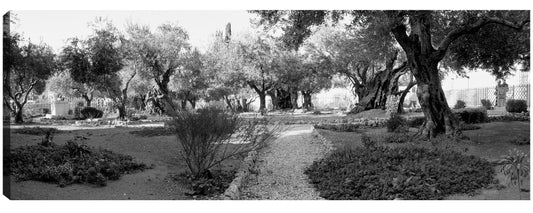 Monte de los Olivos Israel - Panoramic Images