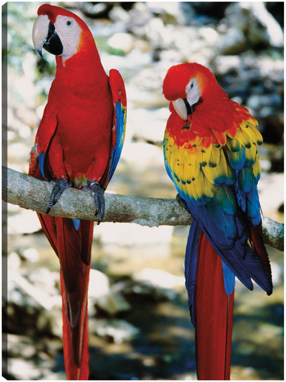 Guacamayas rojas tropicales - Panoramic Images