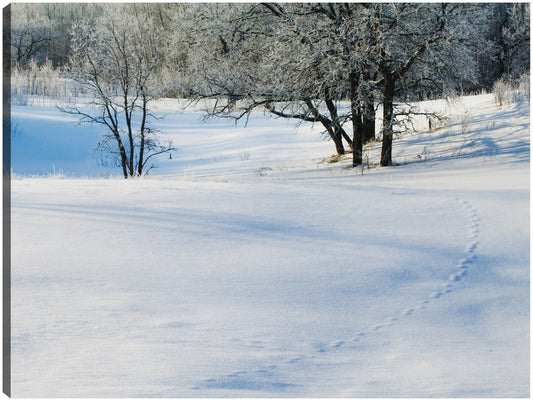 Granja de invierno de Minnesota - Panoramic Images