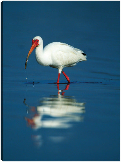 Enfriamiento Ibis - Panoramic Images
