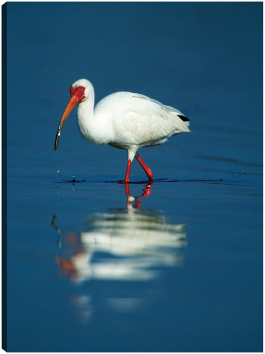 Enfriamiento Ibis - Panoramic Images