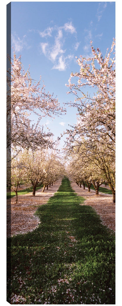 Almendros en flor - Panoramic Images