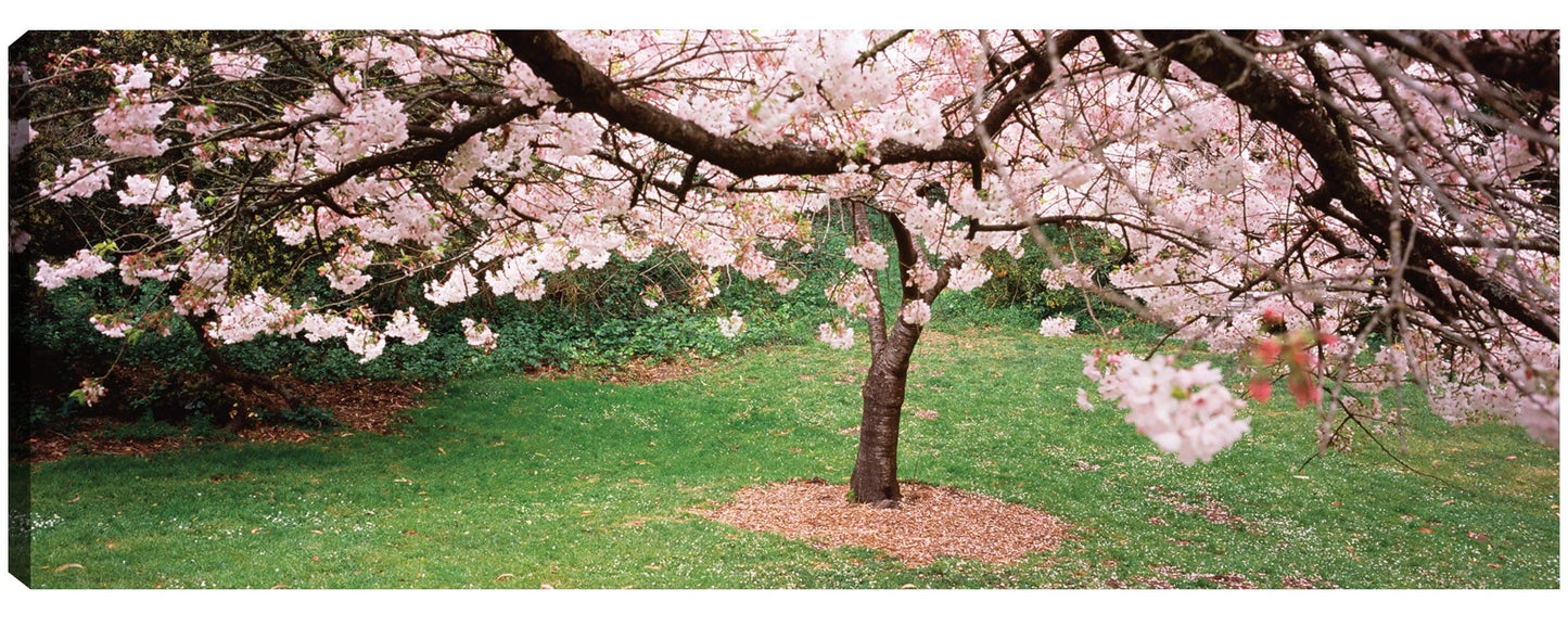 Cerezos costeros en flor - Panoramic Images