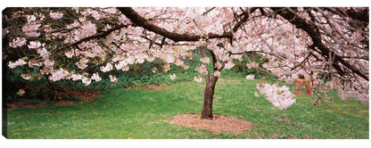 Cerezos costeros en flor - Panoramic Images