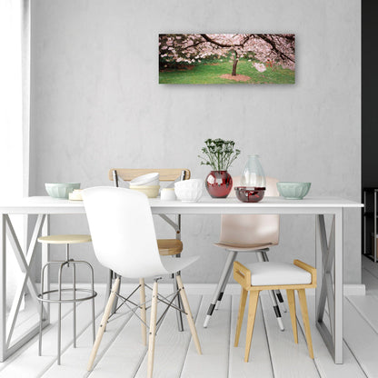 Cerezos costeros en flor - Panoramic Images